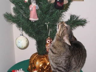 The tree; the culprit.