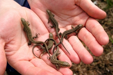 lizards1