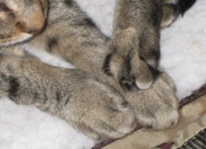 kittyfeet