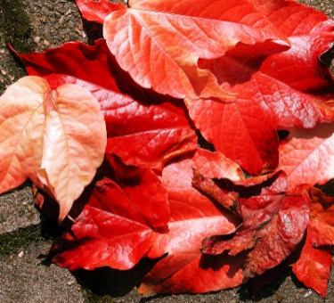 redleaves