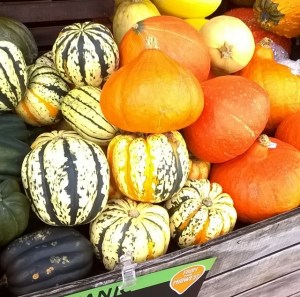 Gorgeous gourds: confirmation that fall has arrived! 