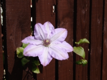flowerfence