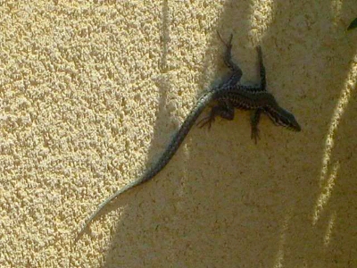 frenchlizard