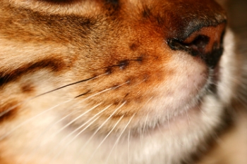 whiskers